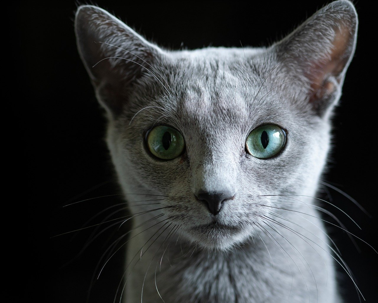 Why the Russian Blue Cat Is So Popular